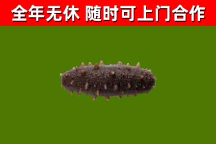 文山烟酒回收干海参.jpg